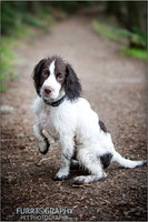 Gun Dog and working dog Photography manchester