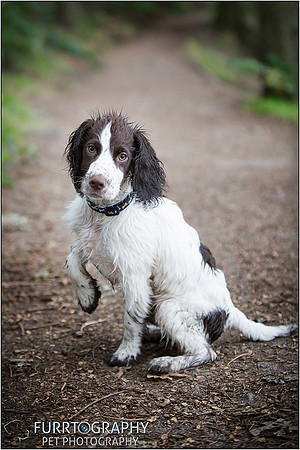 Gun Dog and working dog Photography manchester