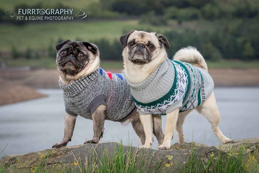 Furrtography Pet and Equine Photography