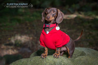 Furrtography Pet and Equine Photography