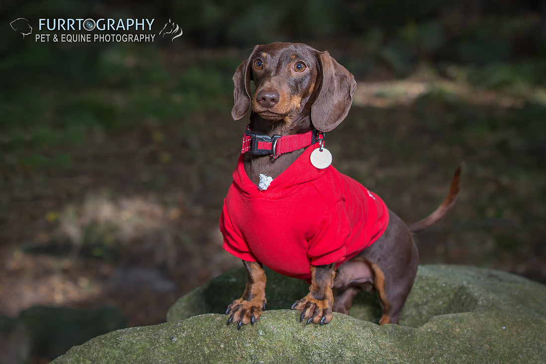 Furrtography Pet and Equine Photography