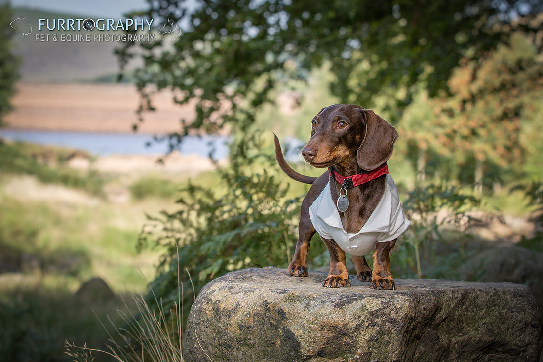 Furrtography Pet and Equine Photography