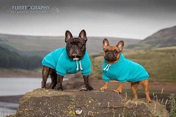 Furrtography Pet and Equine Photography