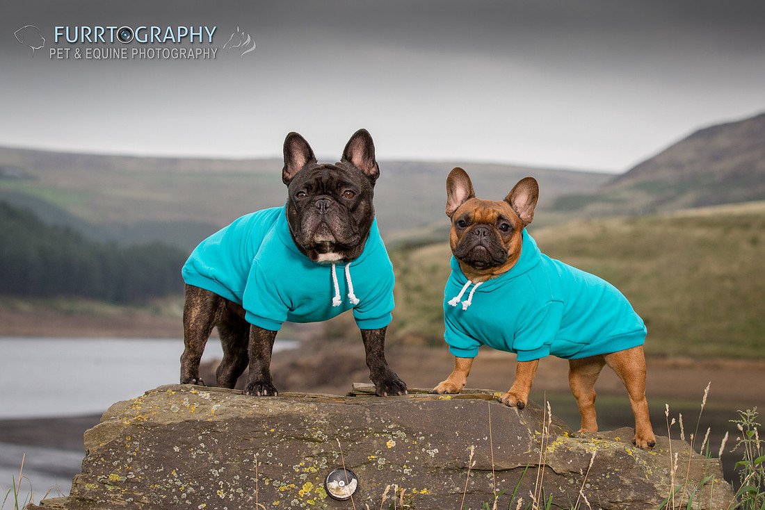 Furrtography Pet and Equine Photography