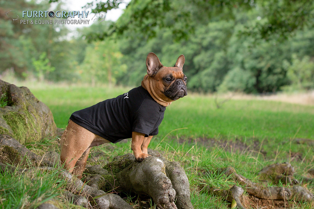 Furrtography Pet and Equine Photography