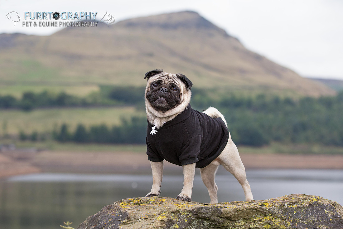 Furrtography Pet and Equine Photography