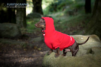 Furrtography Pet and Equine Photography