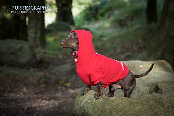 Furrtography Pet and Equine Photography