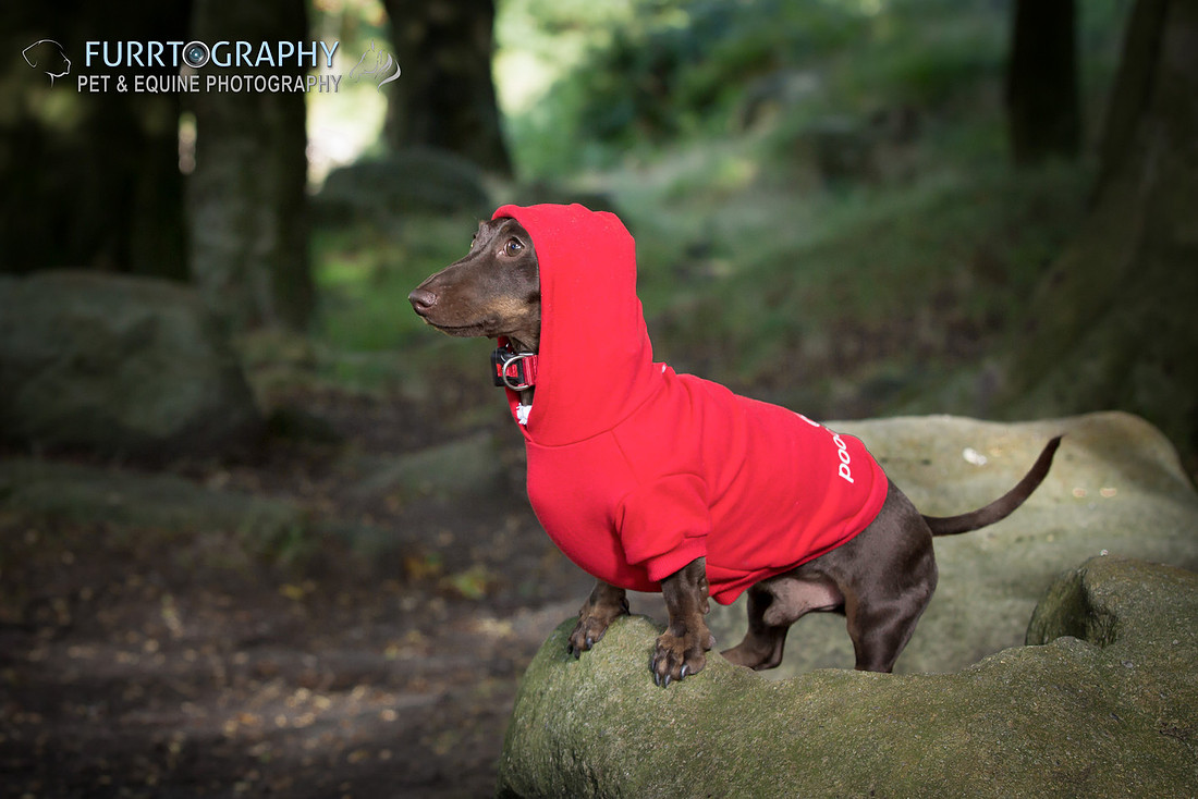Furrtography Pet and Equine Photography