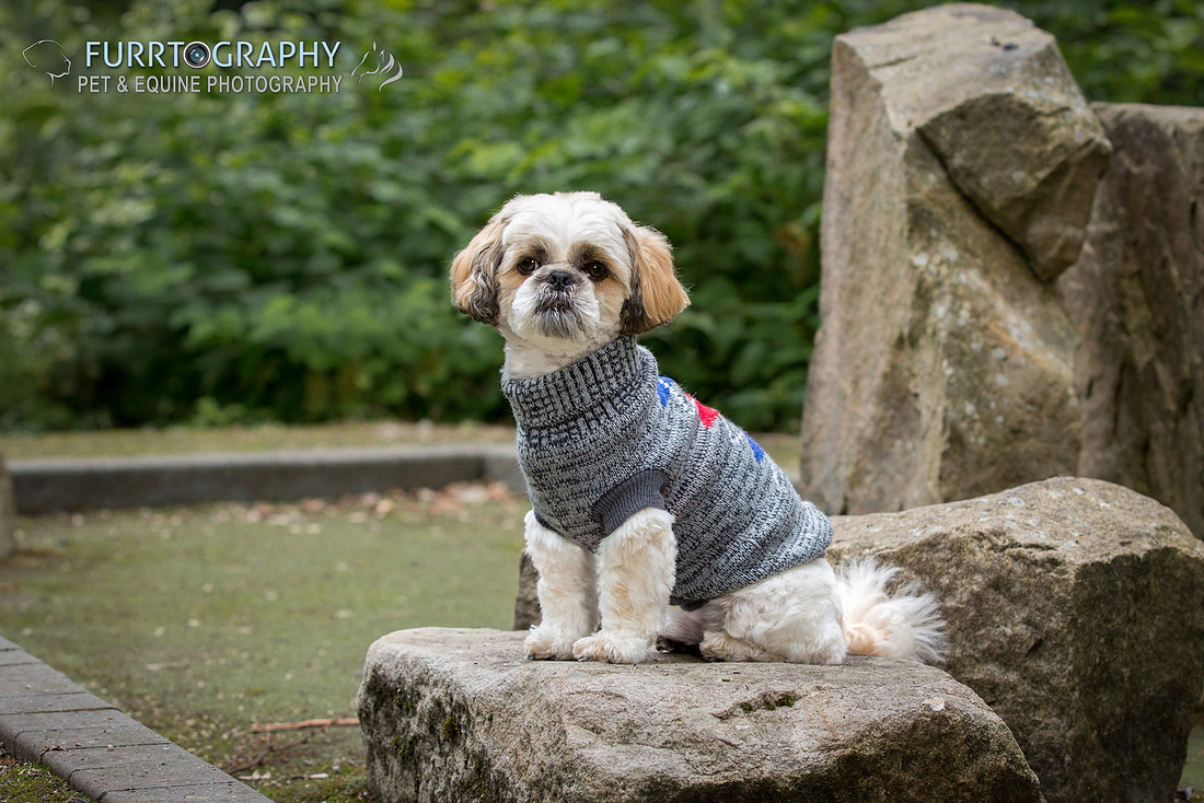 Furrtography Pet and Equine Photography