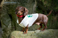 Furrtography Pet and Equine Photography