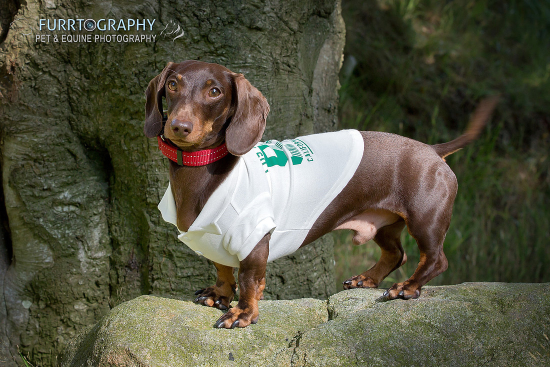 Furrtography Pet and Equine Photography