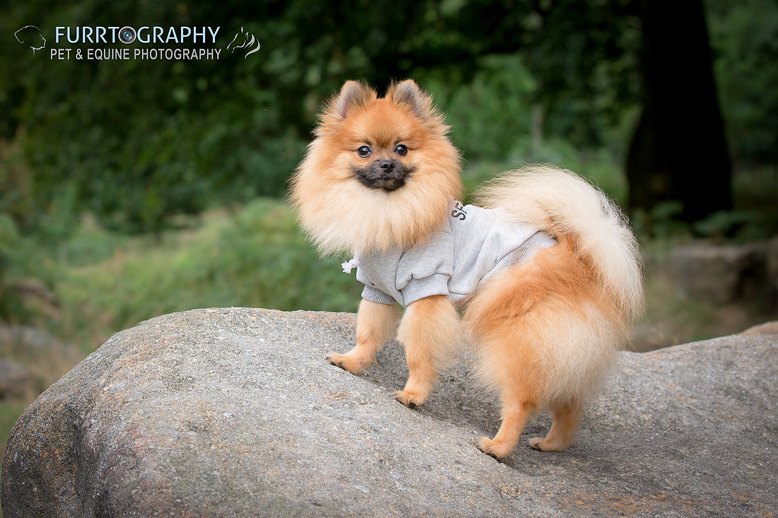 Furrtography Pet and Equine Photography