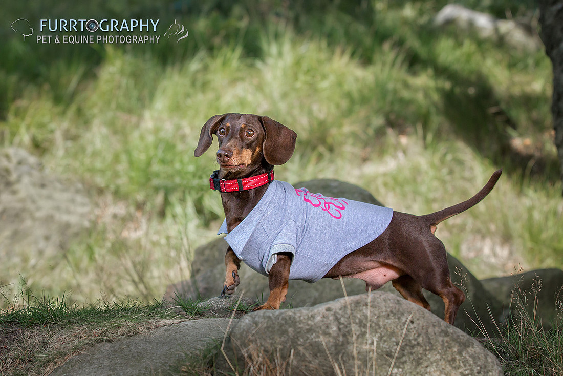 Furrtography Pet and Equine Photography