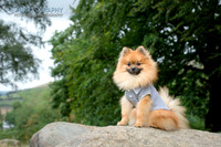 Furrtography Pet and Equine Photography