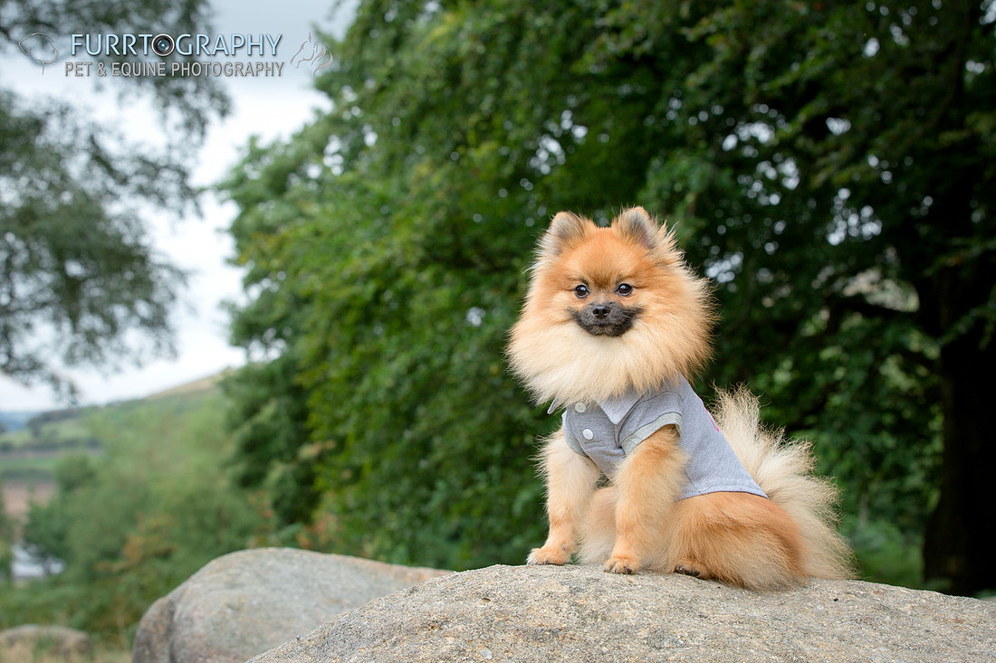 Furrtography Pet and Equine Photography