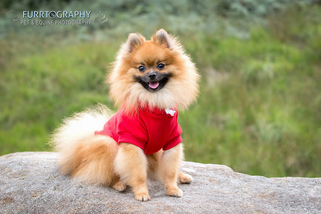 Furrtography Pet and Equine Photography