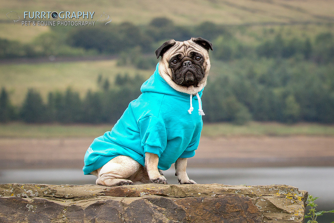 Furrtography Pet and Equine Photography
