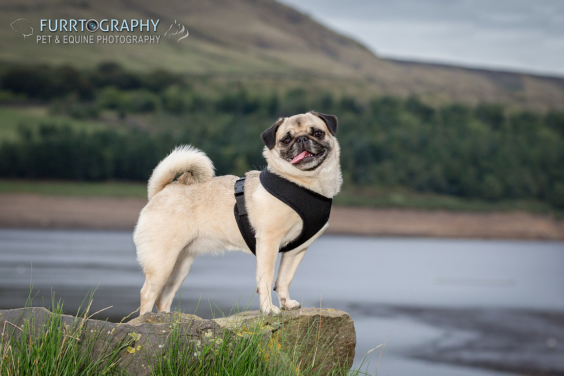 Furrtography Pet and Equine Photography