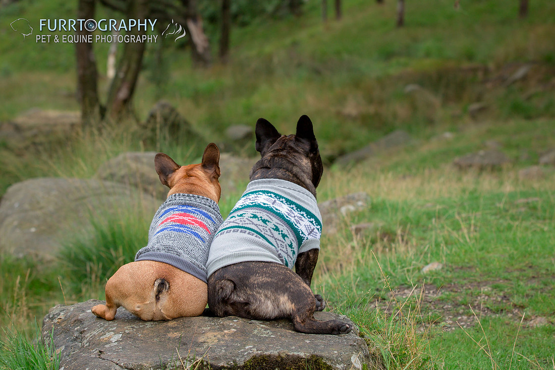 Furrtography Pet and Equine Photography