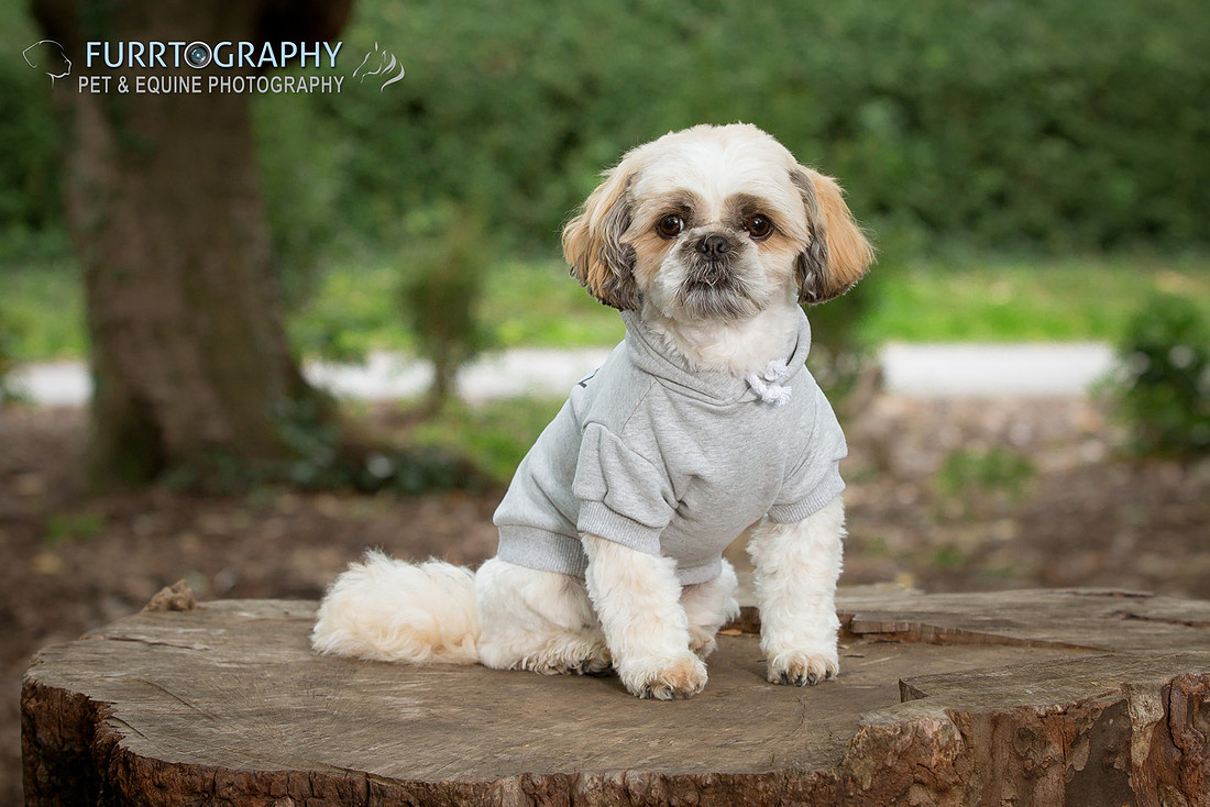 Furrtography Pet and Equine Photography