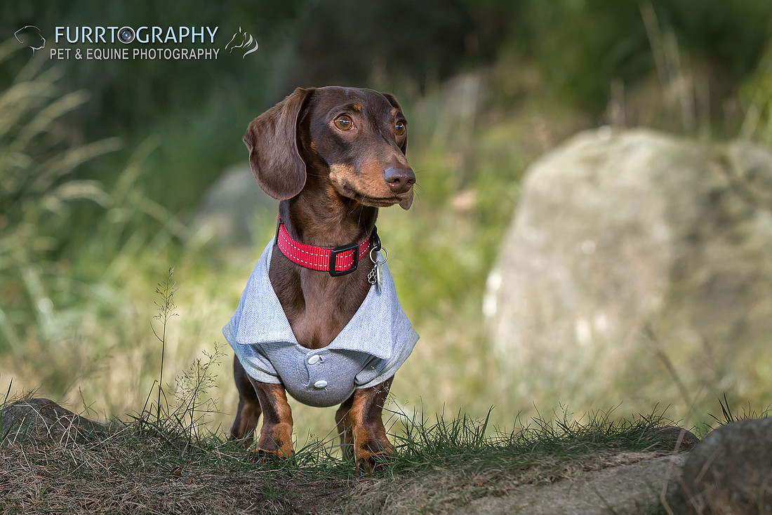Furrtography Pet and Equine Photography