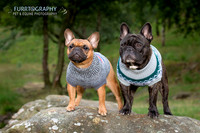Furrtography Pet and Equine Photography