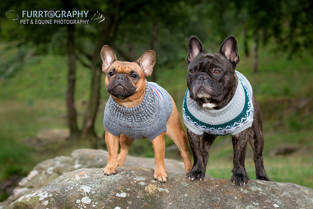 Furrtography Pet and Equine Photography