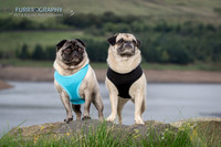 Furrtography Pet and Equine Photography