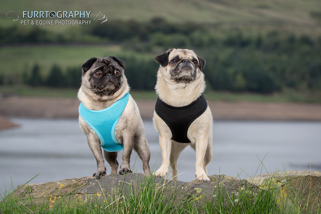 Furrtography Pet and Equine Photography