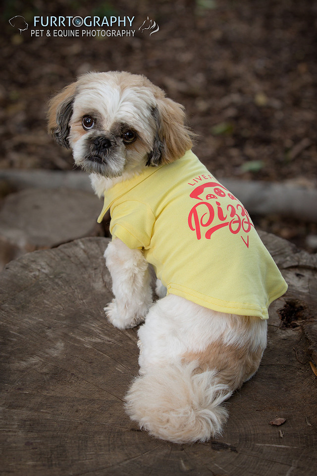 Furrtography Pet and Equine Photography