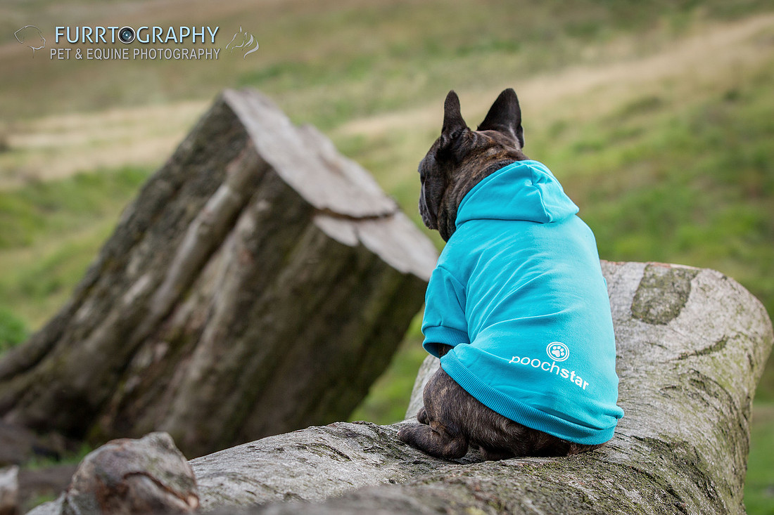 Furrtography Pet and Equine Photography