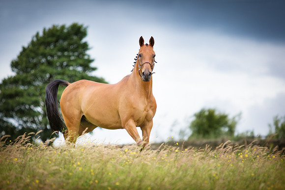 Equine Photography Manchester
