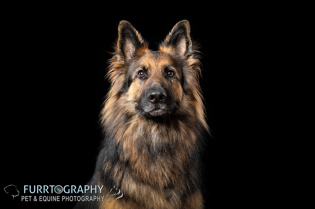 German Shepherd Studio Portrait session