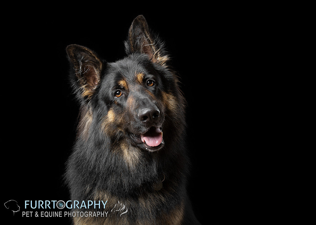 German Shepherd Studio Portrait session