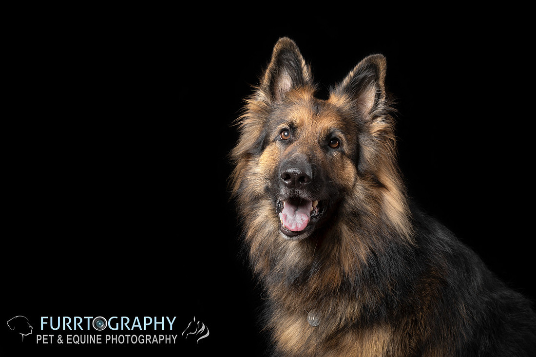German Shepherd Studio Portrait session