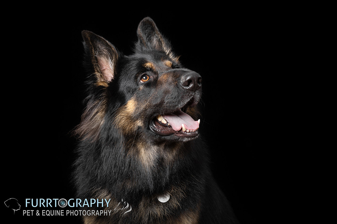 German Shepherd Studio Portrait session