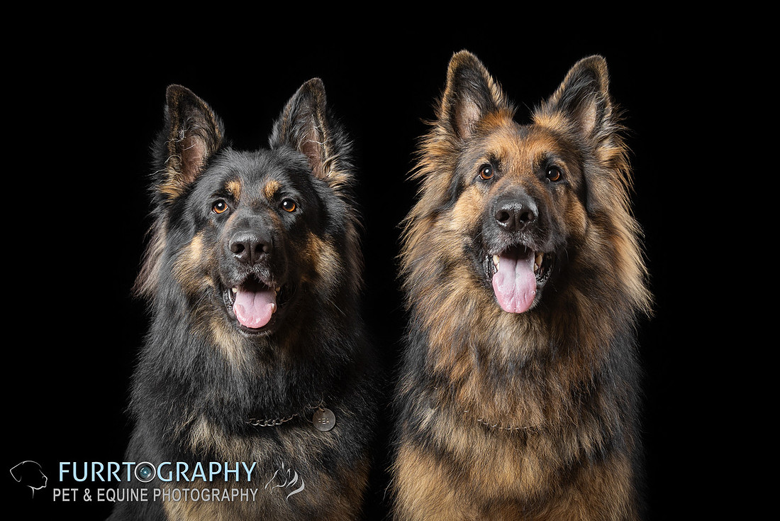 German Shepherd Studio Portrait session