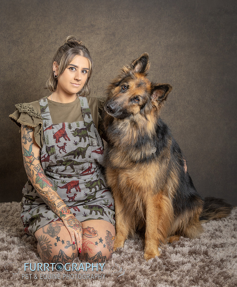 German Shepherd Studio Portrait session