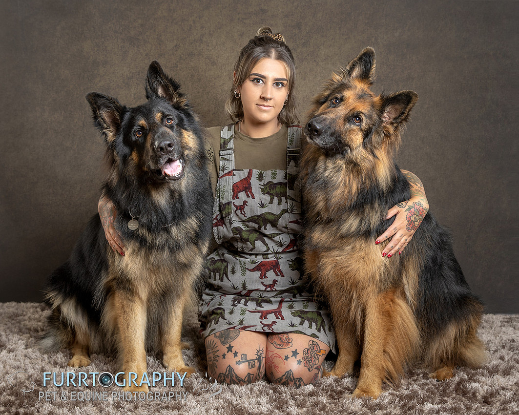 German Shepherd Studio Portrait session