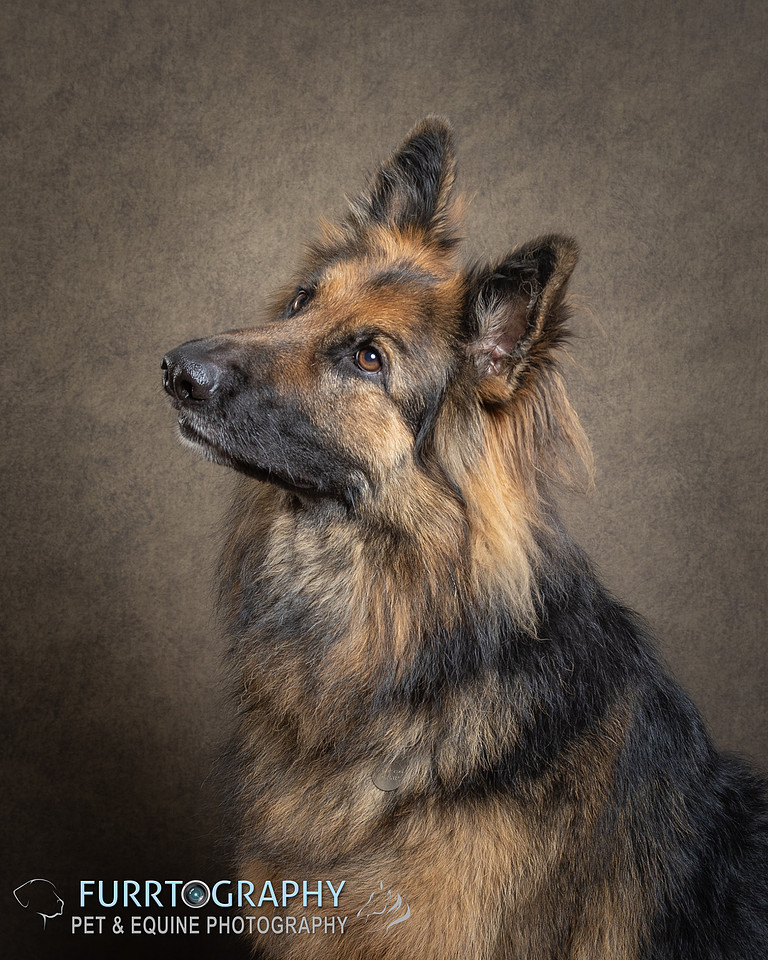 German Shepherd Studio Portrait session
