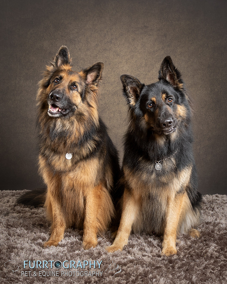 German Shepherd Studio Portrait session