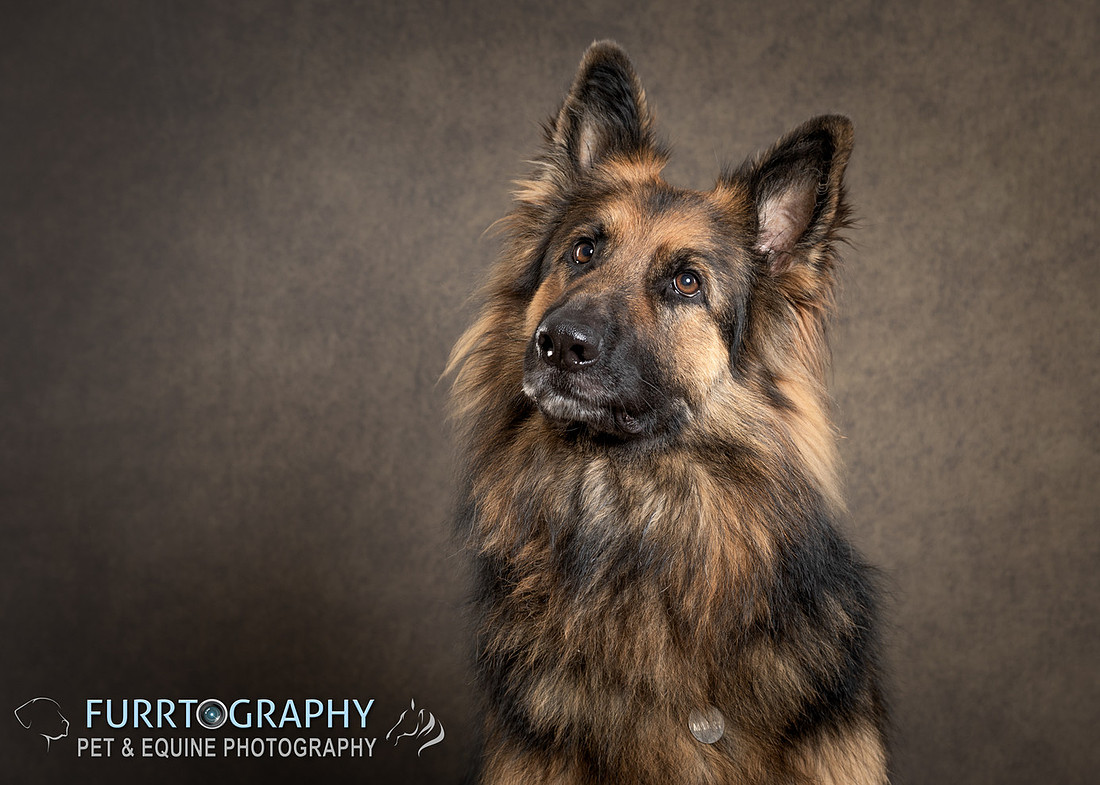 German Shepherd Studio Portrait session