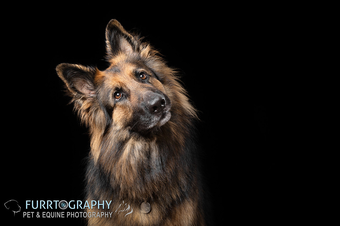 German Shepherd Studio Portrait session