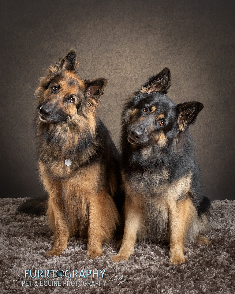 German Shepherd Studio Portrait session