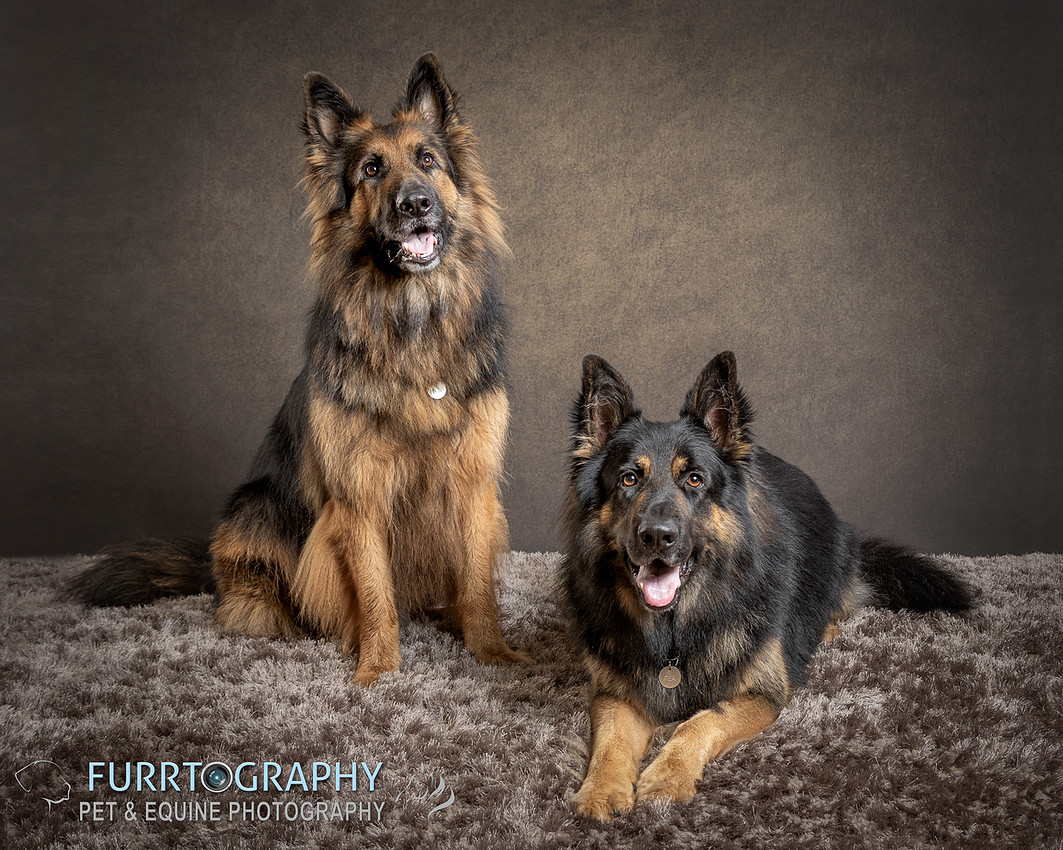 German Shepherd Studio Portrait session