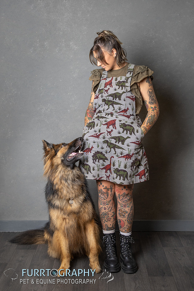 German Shepherd Studio Portrait session