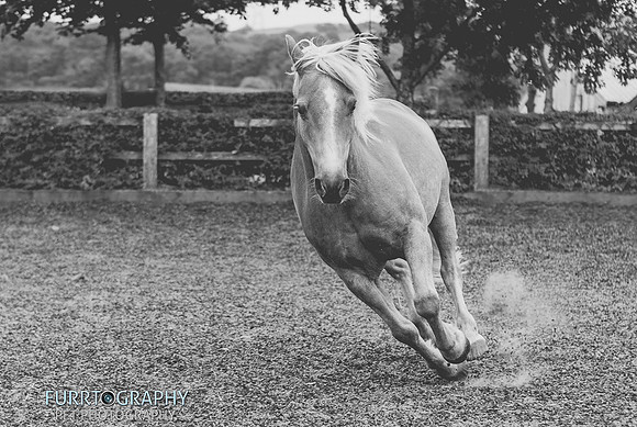 manchester equine photography
