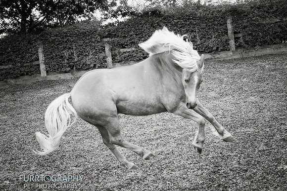 manchester equine photography
