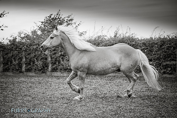 manchester equine photography